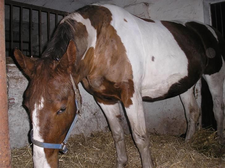 Pinto Horsebjerg Fleur billede 14