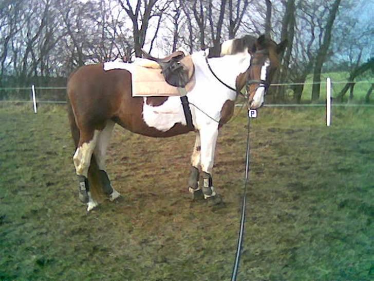 Pinto Horsebjerg Fleur billede 15