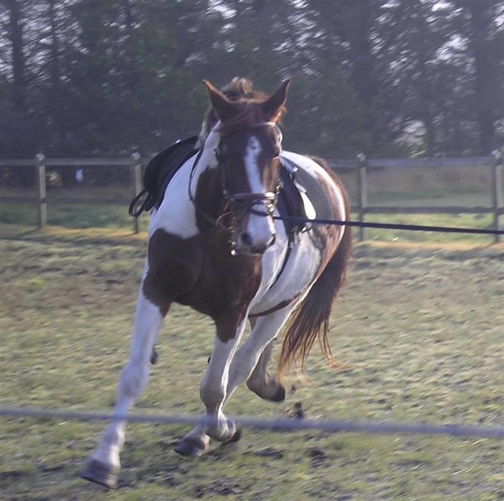 Pinto Horsebjerg Fleur billede 16