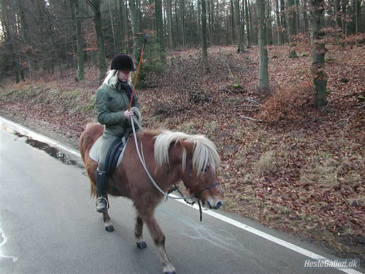 Islænder Fleygur fra Póreyjarnúpi - På vej hjem efter en god skovtur med pallo og tanja billede 11