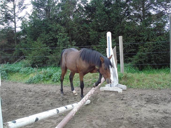 Anden særlig race Megano *solgt* - Foto: Cassandra Kurup billede 15