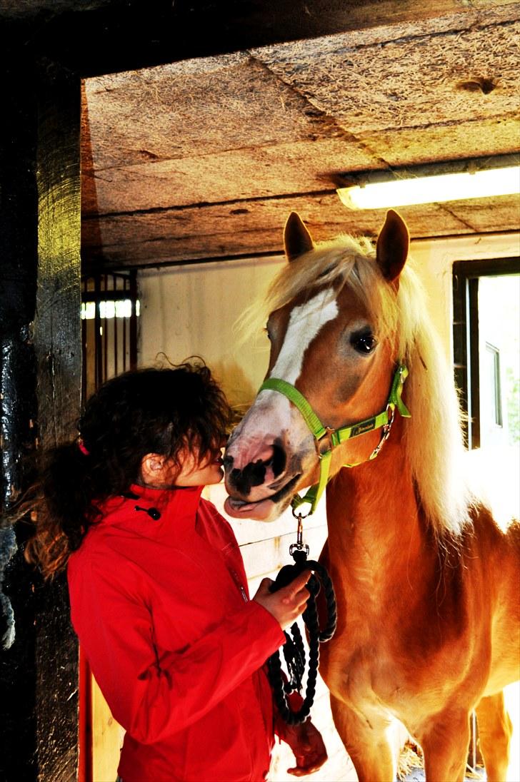 Haflinger               Alena - kys til alena :D     men tungeslasker til mig .. -.-´   tak ? alena?           .:)  (L)  11 billede 11