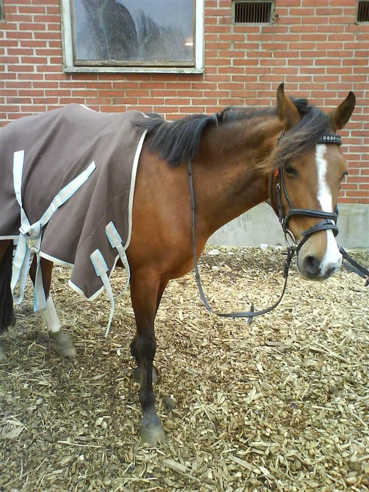 Anden særlig race Mosedals Rikke (SOLGT) - kom så Rikke vi skal ud og ride :) billede 2