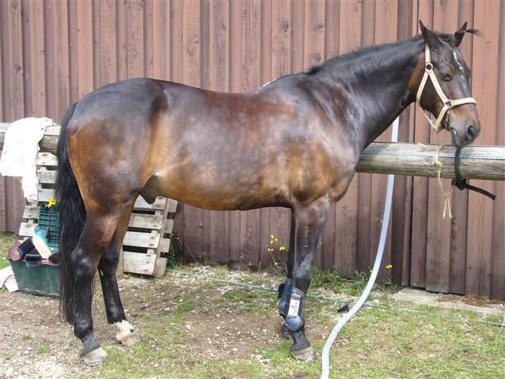 Connemara Illias R.I.P :'( billede 1