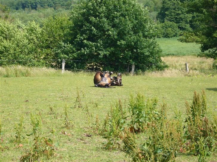 Connemara Illias R.I.P :'( billede 2