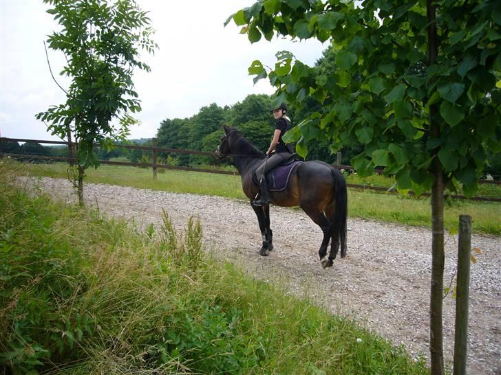 Connemara Illias R.I.P :'( billede 3