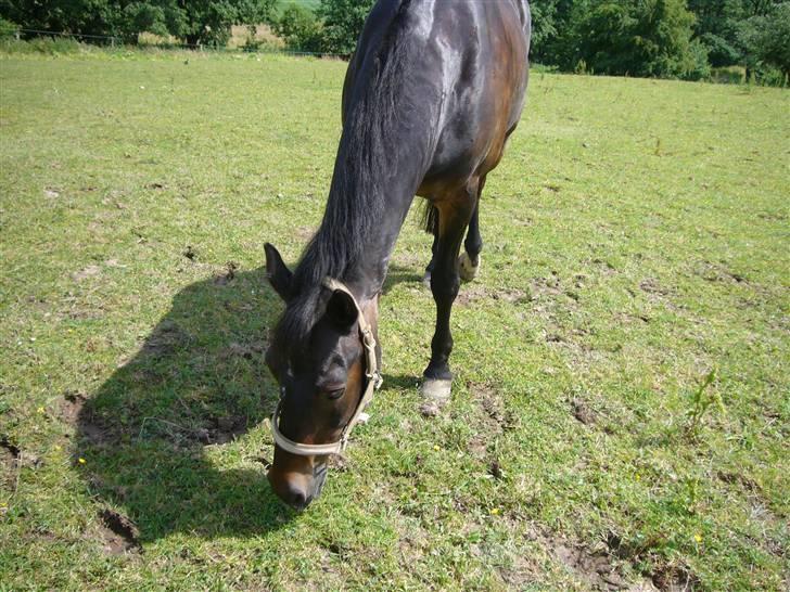 Connemara Illias R.I.P :'( billede 4