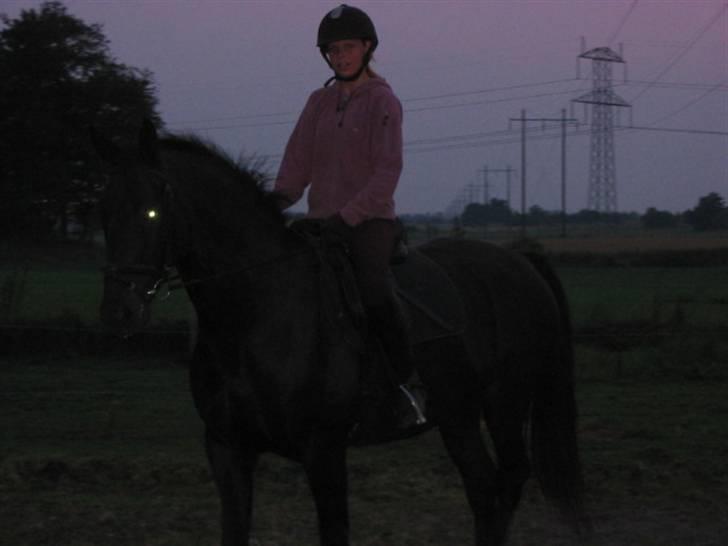 Oldenborg Pikeur - Første gang jeg sidder på ham billede 3