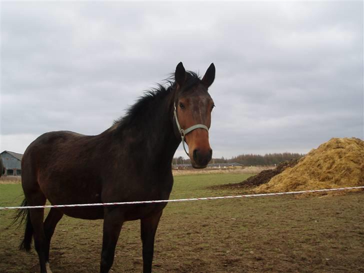 Dansk Varmblod Farmers Hannah - Hannah ´08 billede 5