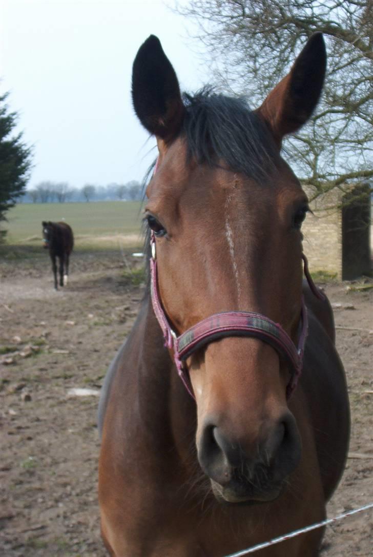 Dansk Varmblod Farmers Hannah - Hannah billede 6