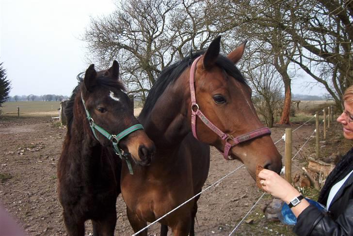 Dansk Varmblod Farmers Hannah - Hannah og Lillemand billede 7