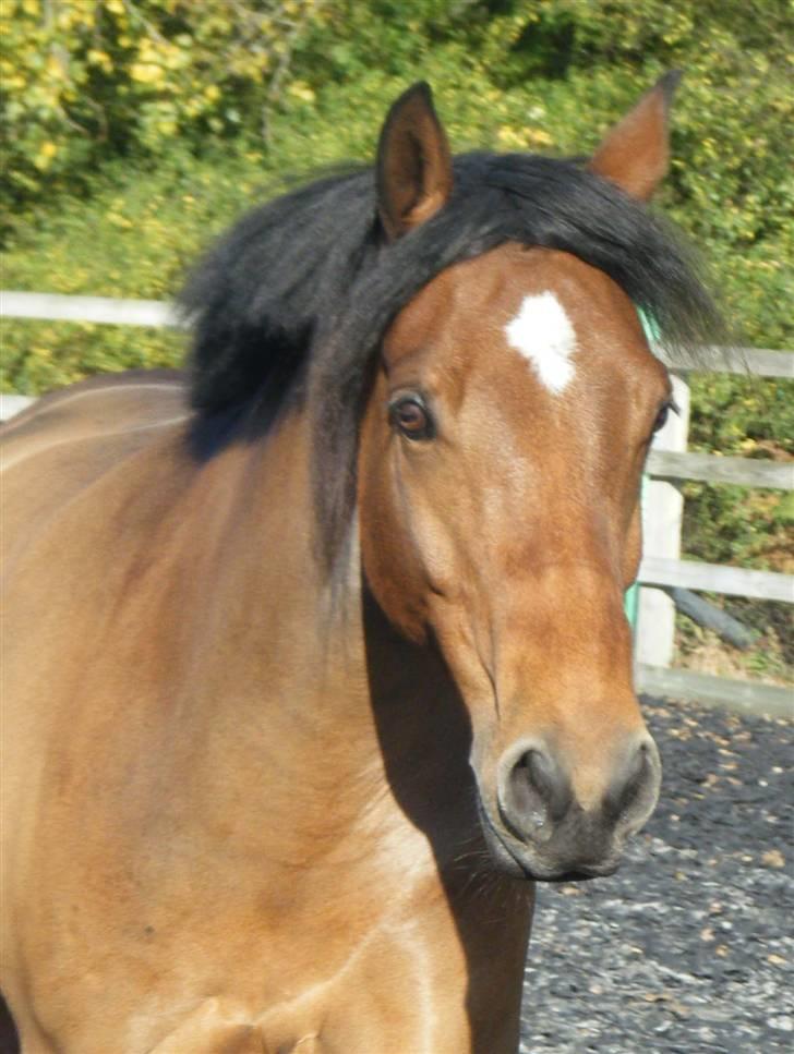 Welsh Partbred (Sec F) Willoway Jack the Lad - Goose liberty lige efter klipning 12.10.09 billede 1