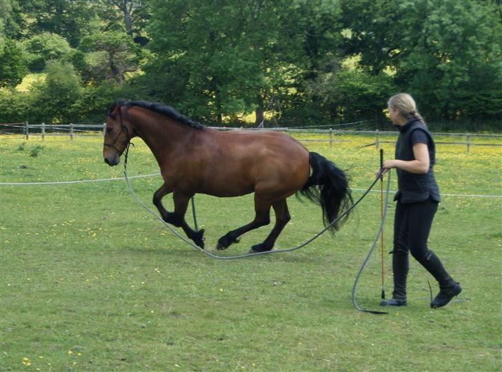 Welsh Partbred (Sec F) Willoway Jack the Lad - Hjælpet¢jler? Forget it! Flin og jeg leger 29.05.09 Copyright Isabella Thostrup billede 4