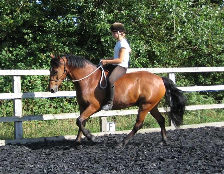 Welsh Partbred (Sec F) Willoway Jack the Lad - Flimmer og jeg i galop på banen 16.08.09 billede 6