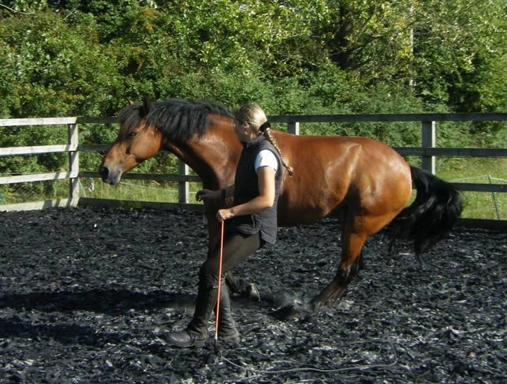 Welsh Partbred (Sec F) Willoway Jack the Lad - Flin liberty i et "slide" 05.08.09 billede 7