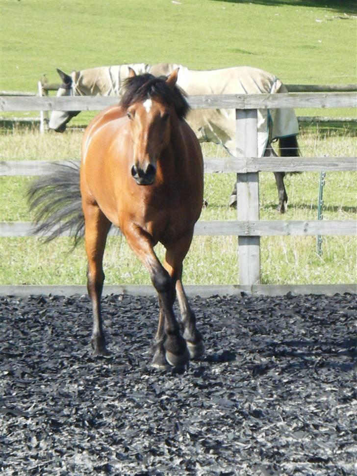 Welsh Partbred (Sec F) Willoway Jack the Lad - Flimmer sidelæns mod mig 05.08.09 billede 8