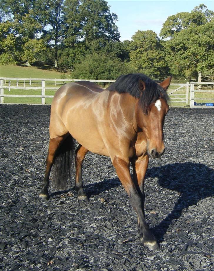 Welsh Partbred (Sec F) Willoway Jack the Lad - Flimmer strækker sig - noget han mener er et trick og det bliver derfor vist hele tiden. ;-) 12.10.09 billede 9