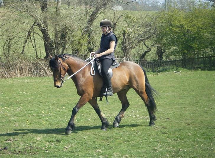 Welsh Partbred (Sec F) Willoway Jack the Lad - Goose og jeg i trav på folden foerste gang med Parelli/Myler Cradle Bridle 23.04.10 billede 11