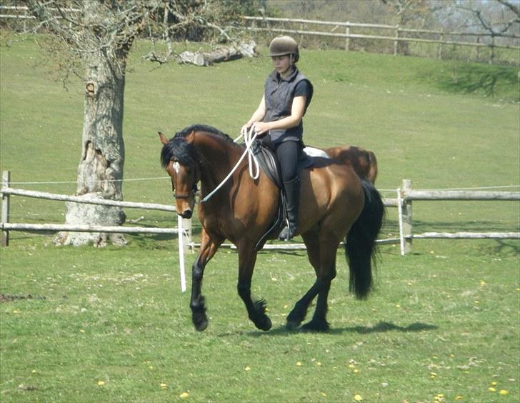 Welsh Partbred (Sec F) Willoway Jack the Lad - Flimmer og jeg i galop på folden, foerste gang med Parelli/Myler Cradle Bridle. 23.04.10 billede 18