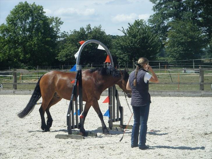 Welsh Partbred (Sec F) Willoway Jack the Lad - Parelli playday paa Hurn Bridge EC 06.06.10 billede 19