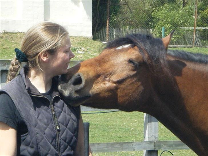 Welsh Partbred (Sec F) Willoway Jack the Lad - Flin eeeeeelsker at nusse/kramme/kysse. 26.04.10 billede 20