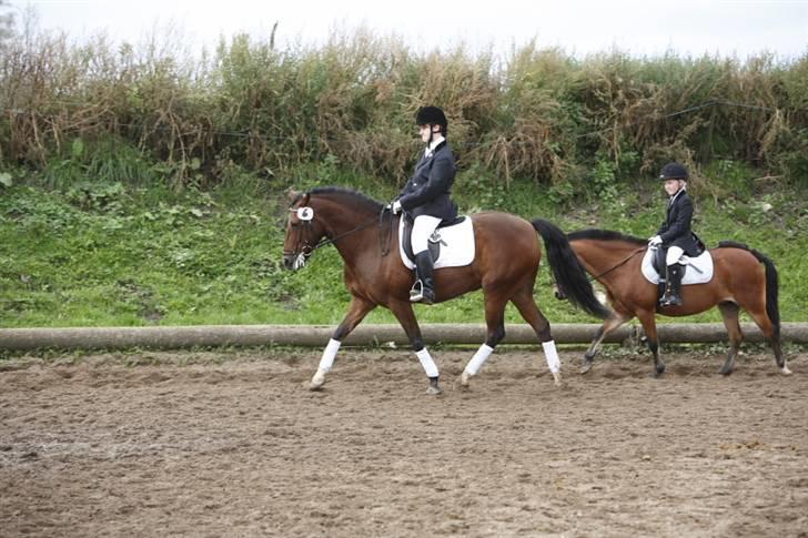 New Forest Whisper - Og jeg gjorde det!!! weeee en KÆMPE sejr trods den lavede en blodsamling ved at tage hovedet op in´den jeg red ind på banen. Måtte have fingeren i skinne i 3 uger, men bed tænderne sammen og startede med tåre ned af kinderne  billede 14