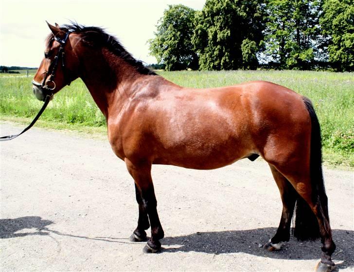 Anden særlig race | Cantos Caballero - 14# Opstilling, Body builder? xD - Juli 2009 - Foto: Katrine Strøbæk billede 14