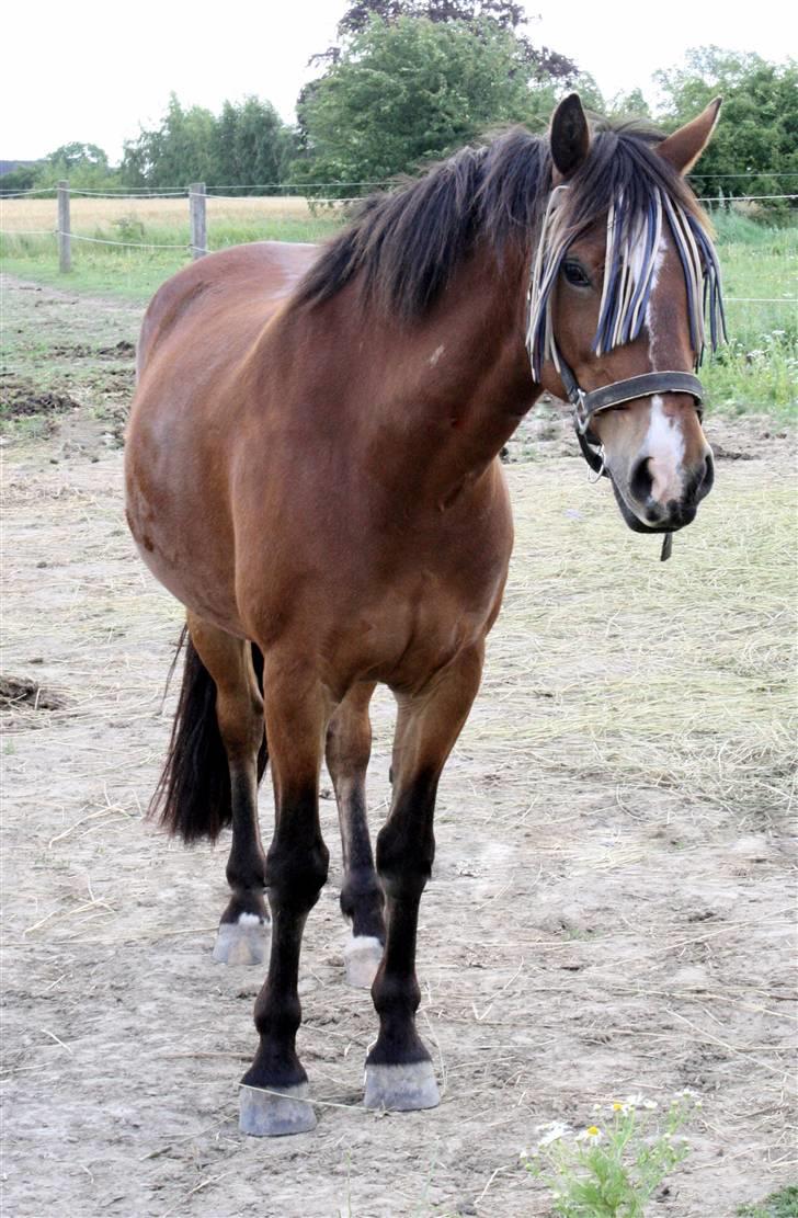 Anden særlig race | Cantos Caballero - 15# På folden Juli 09 - Foto: Katine Strøbæk billede 15