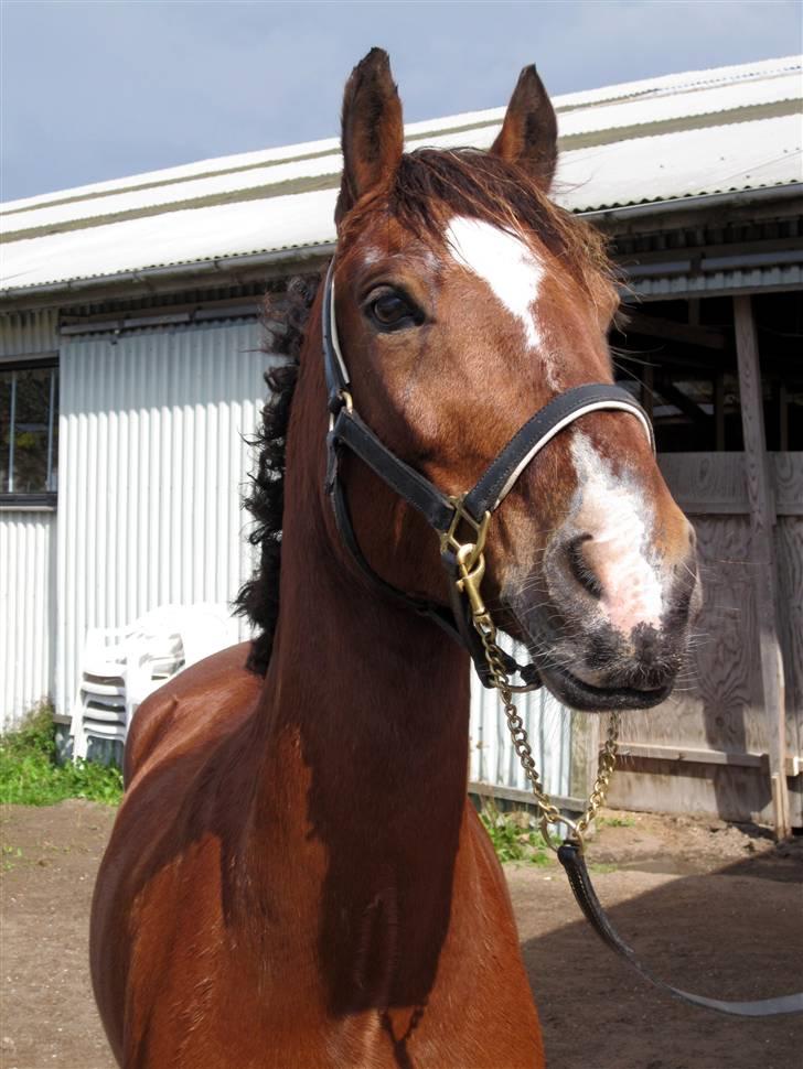 Anden særlig race | Cantos Caballero - 16#  Beautifuel´? Stævne KØR Efteråret 09 - Foto: Mig(Fie B. Thomsen) billede 16