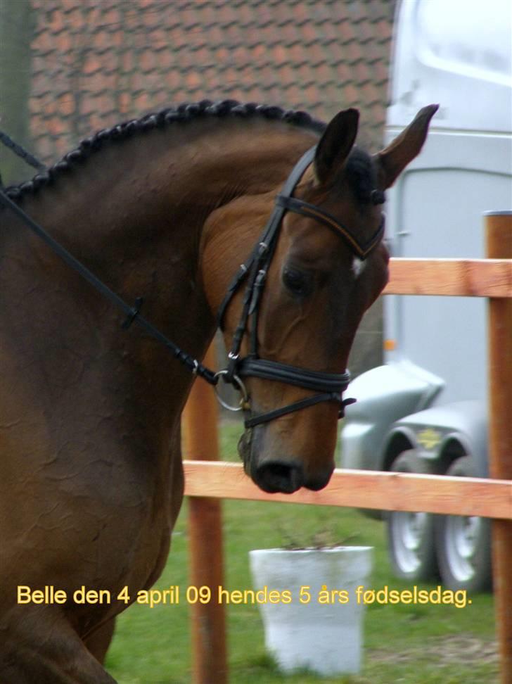 Dansk Varmblod Enekærs Rio Belle - Belle i opvarmning til LA2 på hendes 5 års fødselsdag.. billede 1