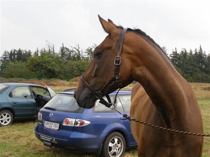 Dansk Varmblod Enekærs Rio Belle - Pause på Nr. hostrup billede 2