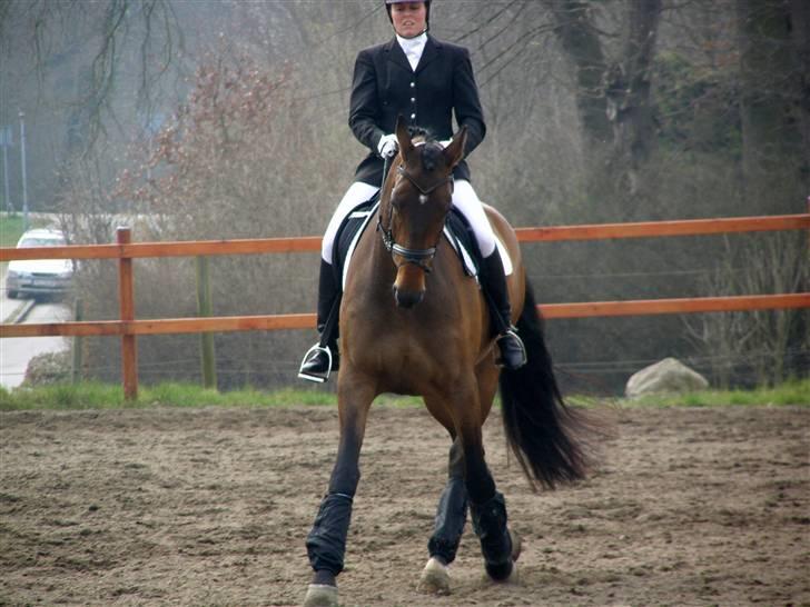 Dansk Varmblod Enekærs Rio Belle - Opvarmning til LA2 Gråsten rideklub.. 4 april.09....  billede 5