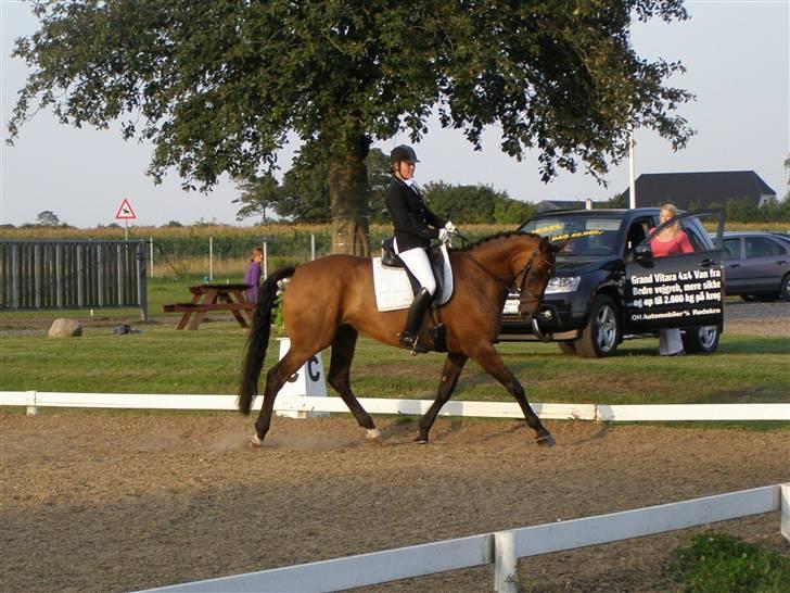 Dansk Varmblod Enekærs Rio Belle - LA2 det blev til en anden plads. billede 8