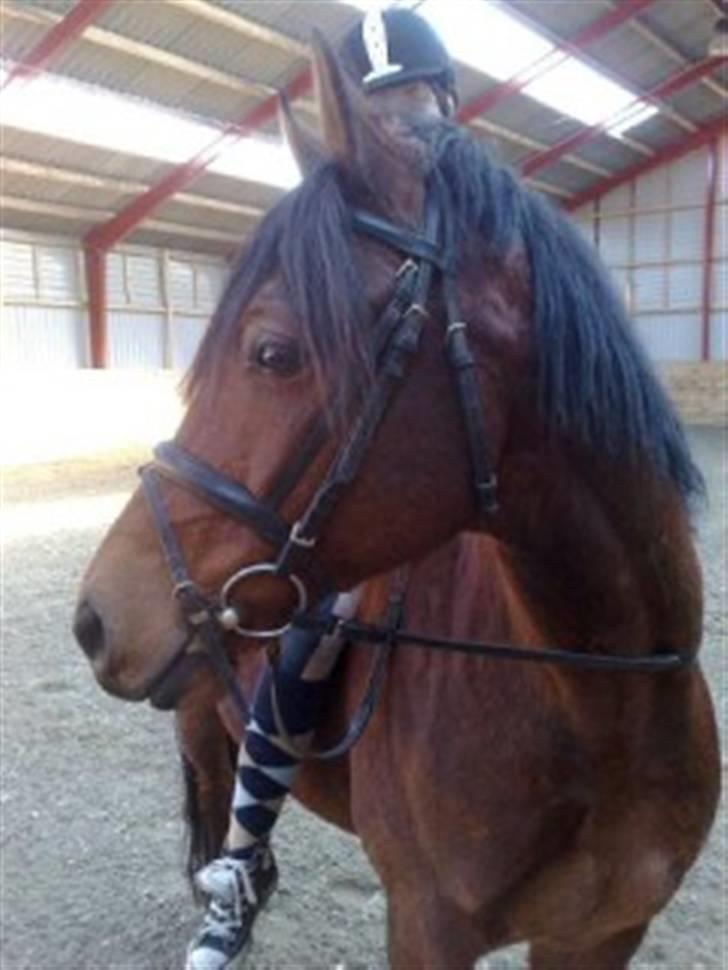 Welsh Partbred (Sec F) Got2Bee - ikke de flotteste billeder :) billede 1