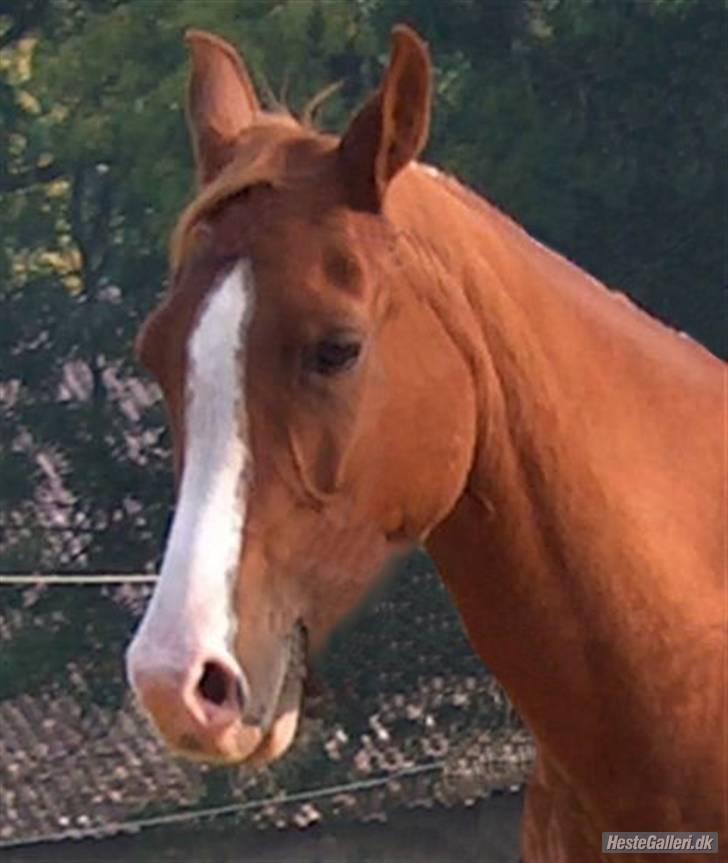Anden særlig race : Viktoria | ~ Mit Et & Alt ~ - det samme billede som det første, bare uden udstyr :P  billede 15
