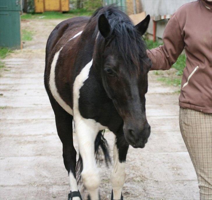 Pinto Blackie - Jagtponyen billede 17