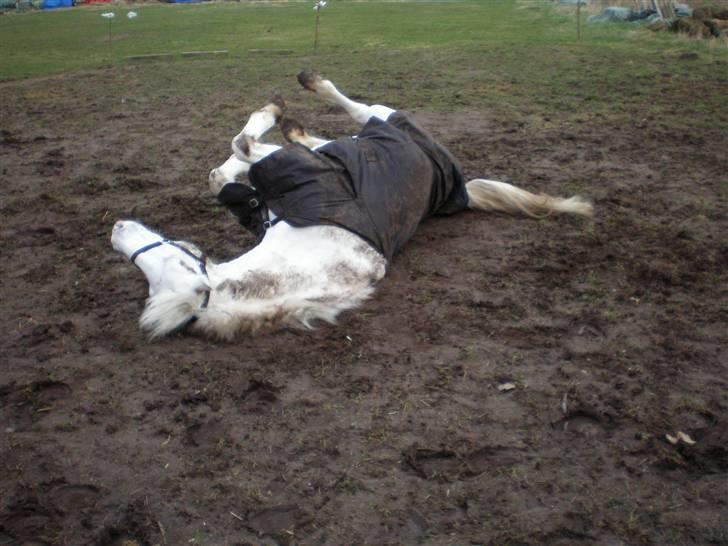 Anden særlig race Bonnie Best<3 | SOLGT - ´´uha , det er dejligt´´ :D {foto: mig} billede 16