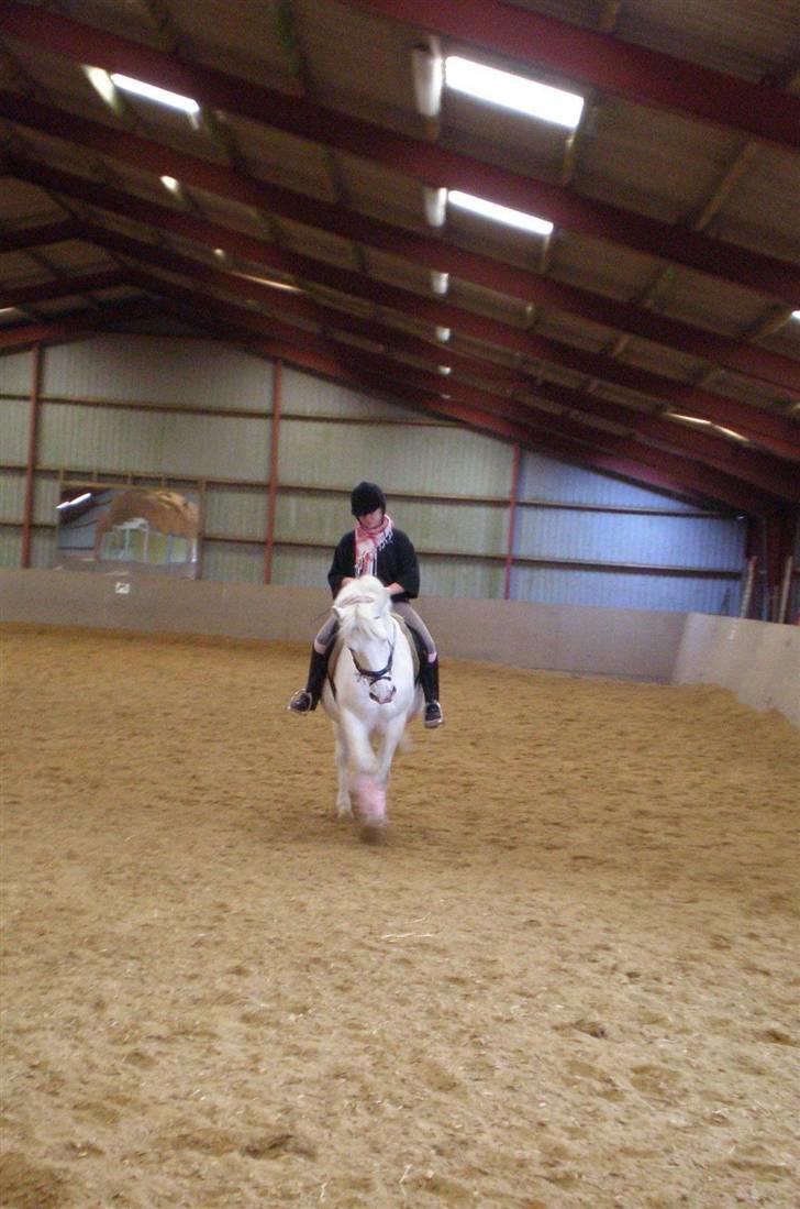 Anden særlig race Bonnie Best<3 | SOLGT - Schenkelvigning , dygtig Ponse :D <3 {mester fotografen FIE ! :D} billede 18