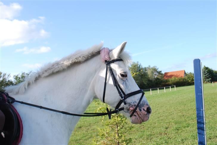 Anden særlig race Bonnie Best<3 | SOLGT - Hendes hovede :´) {fotograf: line} billede 20
