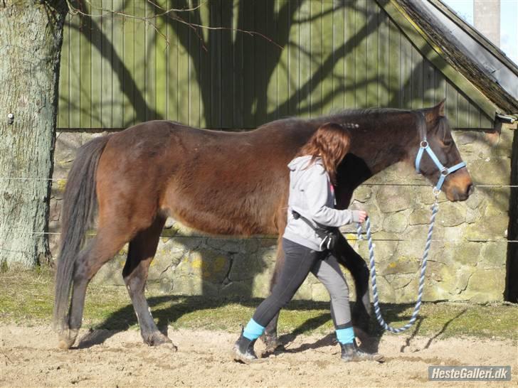 Traver Pony  - 6) går i takt d;. billede 6