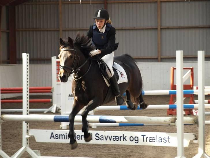 Anden særlig race Cirkeline  Halv A-pony - Solgt - Stævne i Hesselrød billede 3