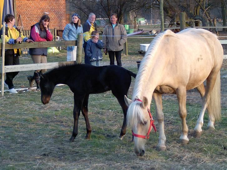 Palomino Åmosens napalina. billede 20