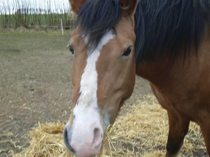Anden særlig race Melody billede 8
