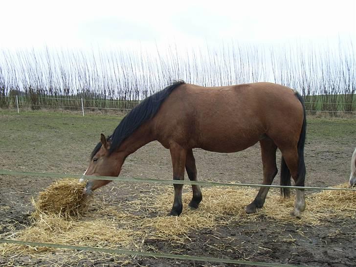 Anden særlig race Melody billede 11