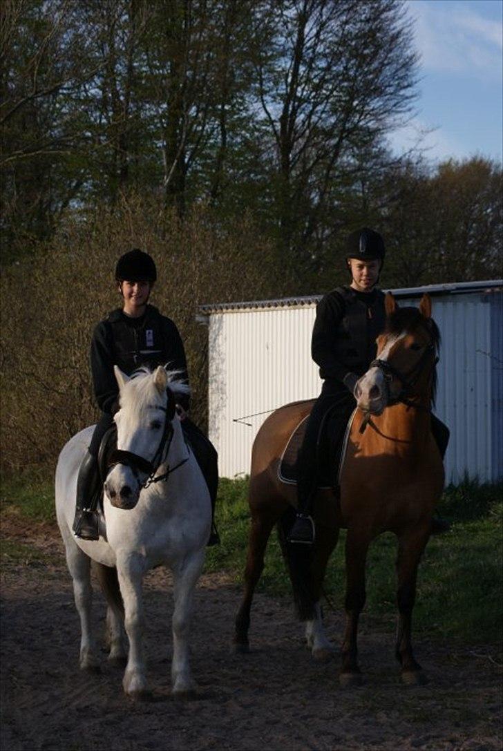 Anden særlig race Melody billede 4