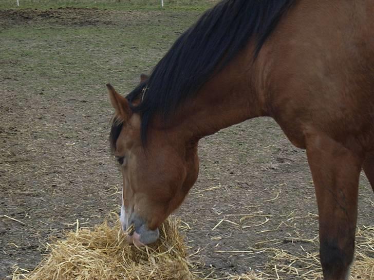 Anden særlig race Melody billede 12