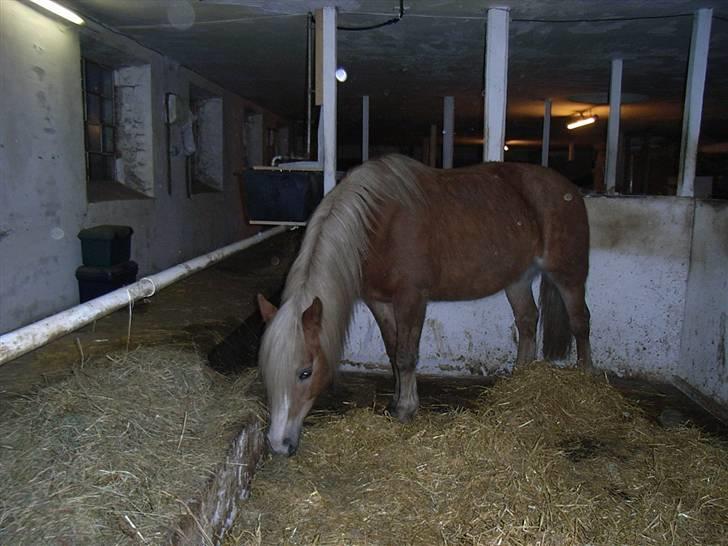 Tyroler Haflinger Fie  - billedet er lidt dårlig billede 11