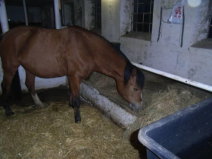 Anden særlig race Melody billede 13