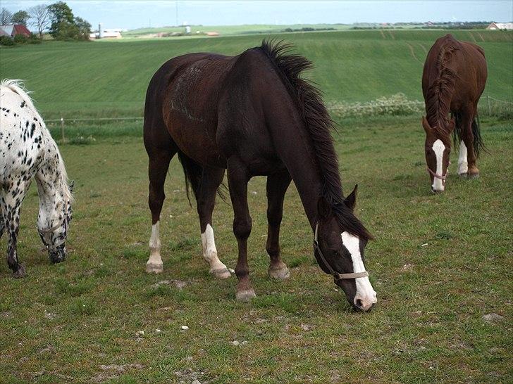 Anden særlig race FELIX DELIGHT - *Smukke dyr <3 *Fotograf: Nanna Carlsen(Dogpaw.dk) billede 9