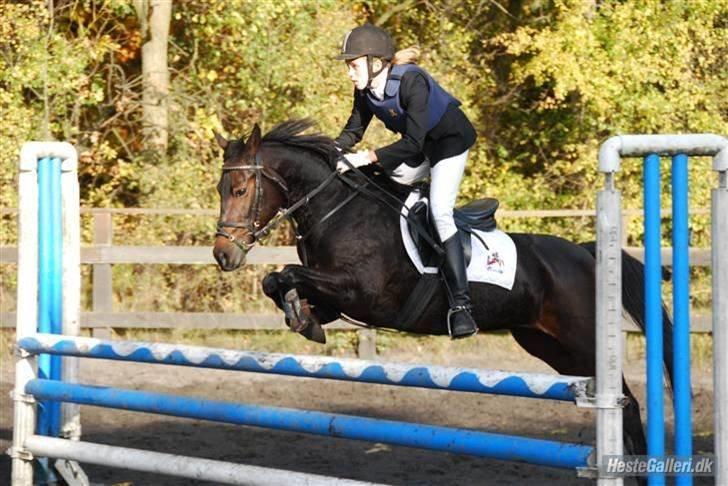 Anden særlig race Cirkeline  Halv A-pony - Solgt - LRK 2008 billede 10